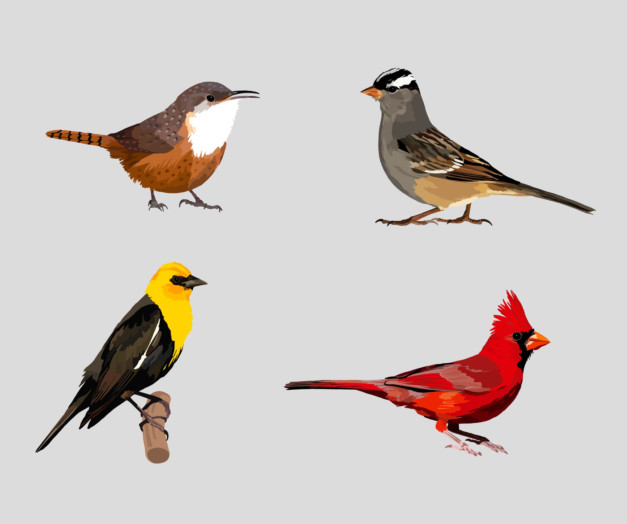Bird illustration group by Ying Yang